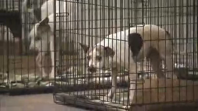 Georgia takes in Florida shelter animals following Irma