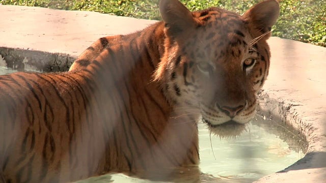 This rare tigon is one cool cat