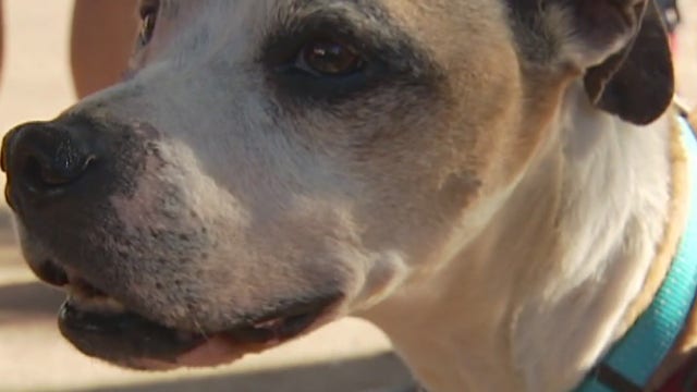 Stolen dog returns to Austin after 3 years away in Portland, Oregon
