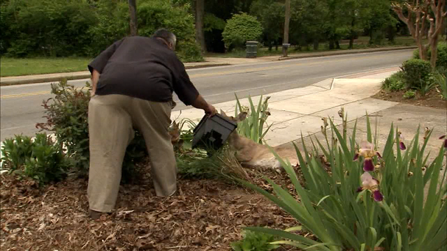 Deer struck by a car left injured in front yard