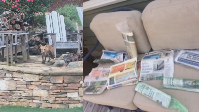 Foxes deliver stolen papers to Georgia home