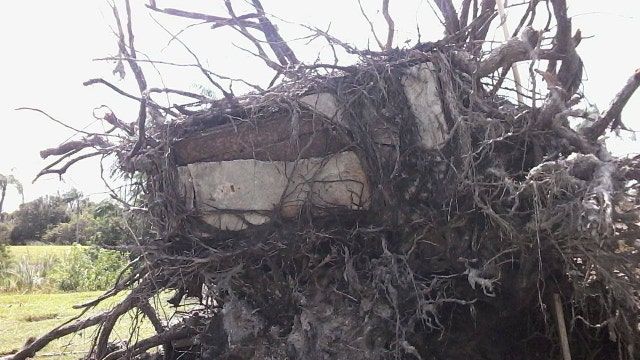 Uprooted tree unearths casket in Largo cemetery