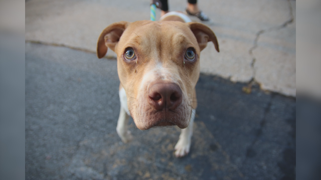 Atlanta Humane Society helps animals displaced by Florence