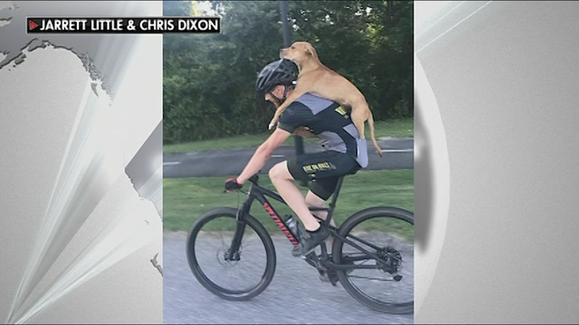 The story behind this amazing picture of a dog riding with a bicyclist
