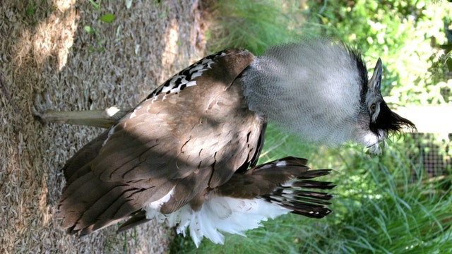 Zoo Atlanta welcomes baby chick on April Fool's Day