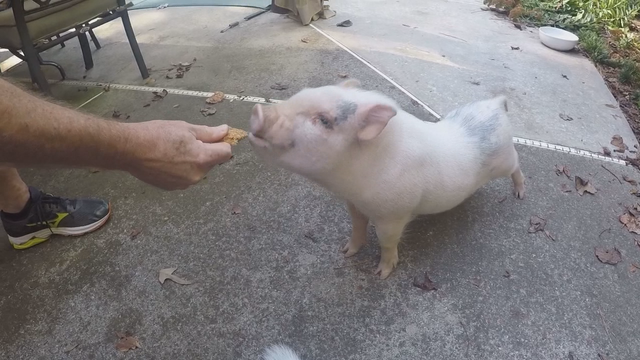 Peachtree City family finds lost pig