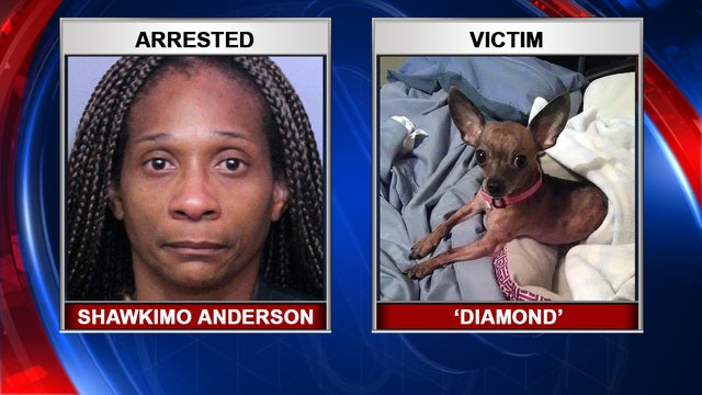 Owner arrested after Chihuahua found dumped in trash