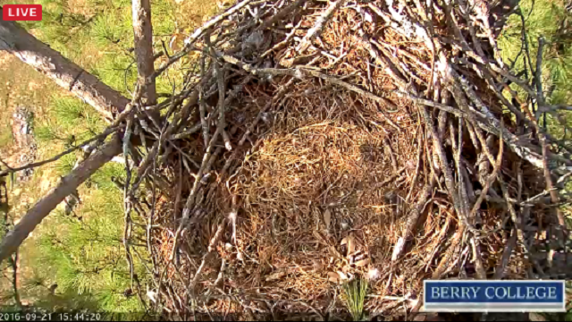 Berry eagles getting ready to nest again