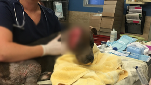Dog rescued after being found covered in wounds and maggots