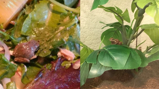 Corona woman finds frog in her salad; keeps it as pet