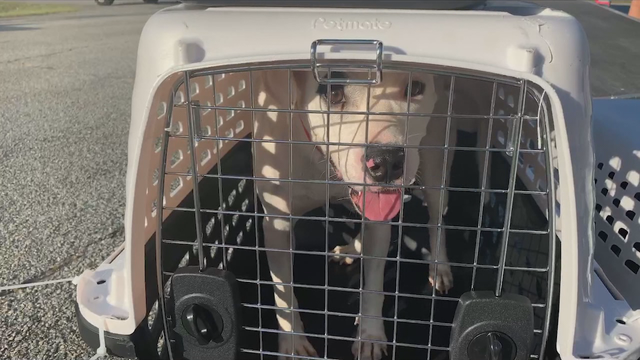 Hurricane dogs overcrowd Meriwether County shelter