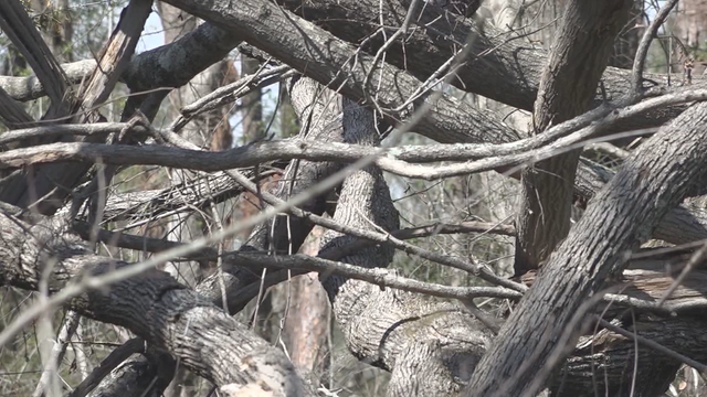 Gov. Kemp urges lawmakers to pass disaster relief bill