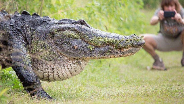 WATCH: Massive gator saunters across path at Polk County reserve