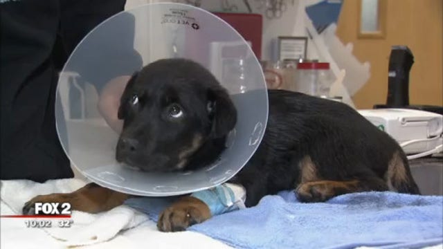 Puppy recovering after being found in duffle bag with her intestines out