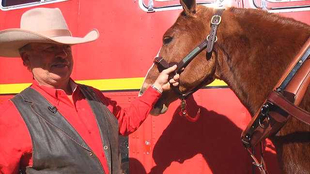 UGA vet school treated horse now in Rose Parade