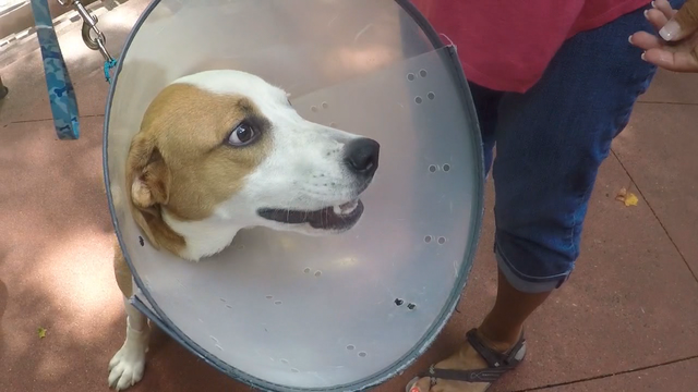 Aptly named dog 'Bravery' overcomes horrifying accident