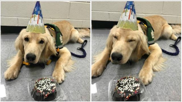 Max the dog turns 1-year-old!