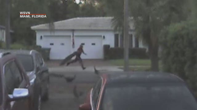 Man seen in surveillance video stealing peacock from Miami neighborhood