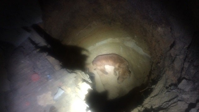 Dog Rescued from Well Beneath Atlanta Home