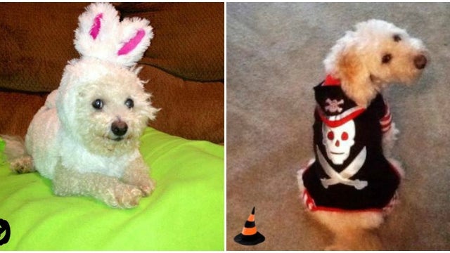 Tips to keep your pets safe from Halloween harm