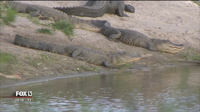 Gatorland says deadly animals won't escape in Irma chaos