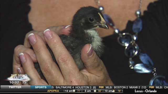 Student charged with animal cruelty after biting chicken's head off