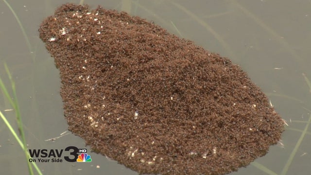 Photographer Captures Mound of Ants Floating In Floodwater