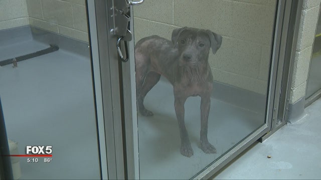 Atlanta Humane Society takes in animals evacuated from Gulf Coast