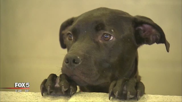 Atlanta Humane Society offers 'Name Your Price' adoptions