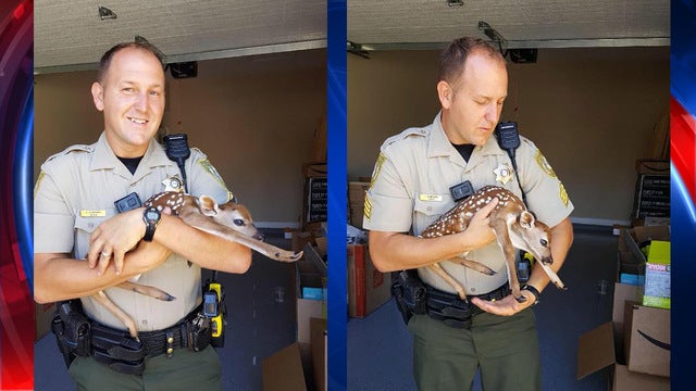 Forsyth sergeant reunites baby deer with mother