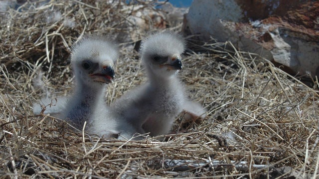 On Georgia coast, bald eagle numbers soar with many nests