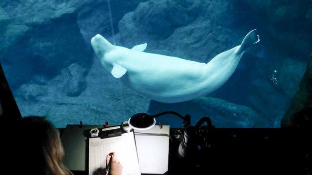 Georgia Aquarium 'heartbroken' after baby beluga dies during birth