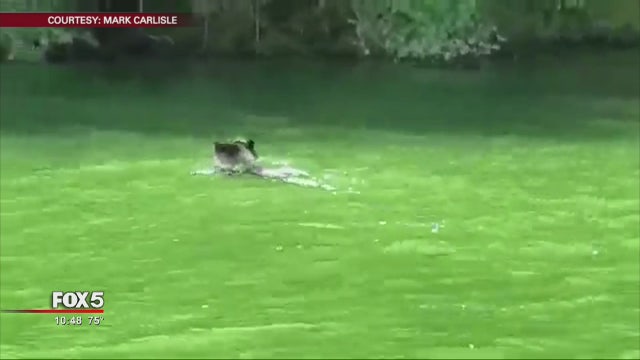 Video shows black bear swimming across Georgia creek