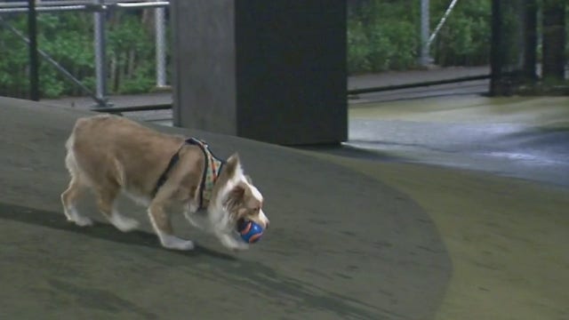 Highly contagious dog flu hits Brooklyn