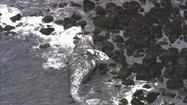 Dead whale found in Pacifica is 10th killed this year in Bay Area, marine scientists say