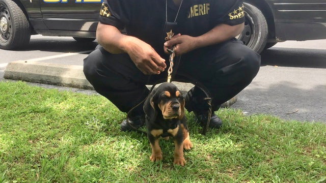 Clayton County Sheriff's Office trains new bloodhound
