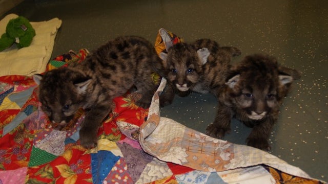 Watch The Austin Zoo feed rescued cougar cubs
