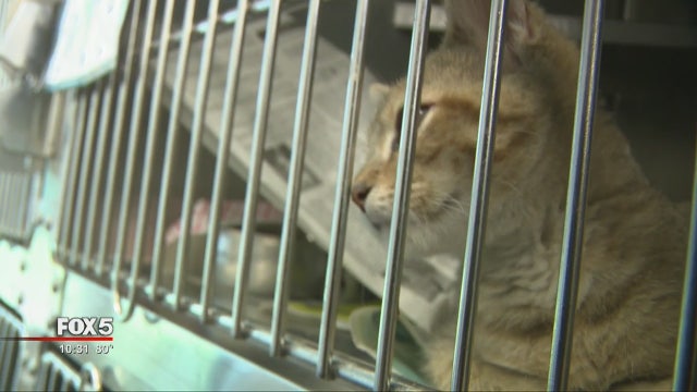 Lifeline in DeKalb County offers free adoptions this month