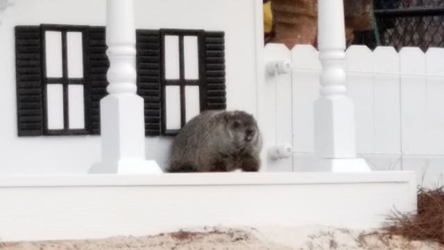GA groundhog Gen. Beauregard Lee predicts six more weeks of winter