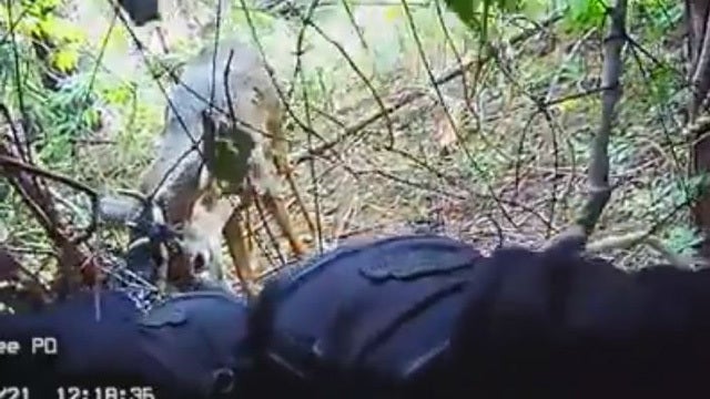 Police stage 'deering' rescue of trapped buck