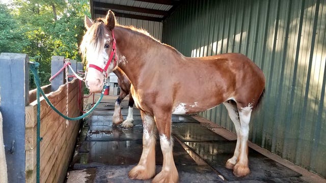 Clydesdales thrive at Oconee County family farm