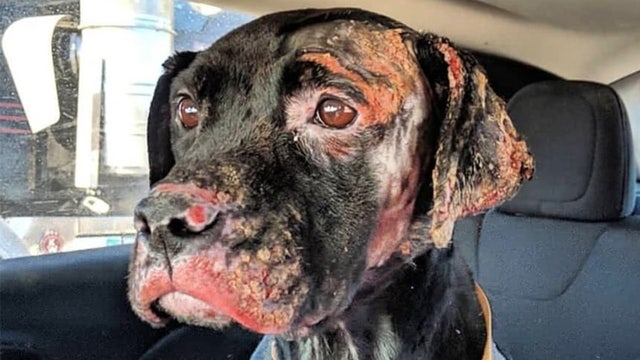 Dog burned in Minnesota fire finds forever home with Indiana firefighter