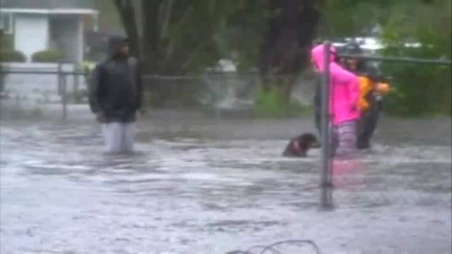 VIDEO: Dog rescued from hurricane flooding