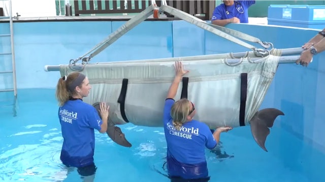 Georgia Aquarium, SeaWorld rescue dolphin after shark attack
