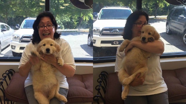 Service puppy ‘Dorie' stolen from Milton training facility found