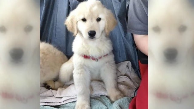 Service dog stolen from Milton training facility