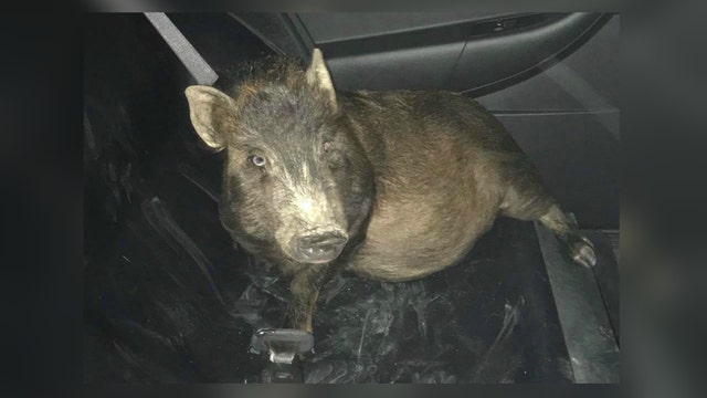 Cops laugh at 'drunk' who called to complain about 'pig,' but he was sober - and there WAS a pig