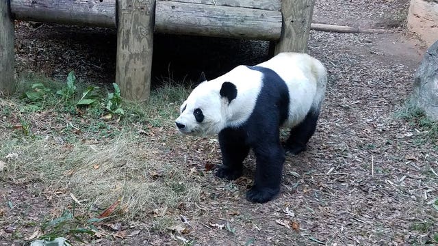 Zoo Atlanta panda predicts Peach Bowl winner
