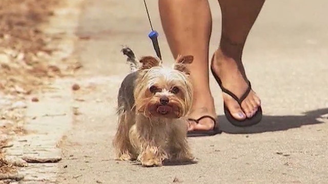 Pets could be at risk for skin cancer