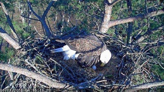 WATCH: Berry College on 'eggwatch' for second egg